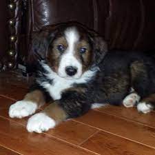 Our New English Shepherd Puppy This Is Gabby 3 English Shepherd Puppy English Shepherd Shepherd Puppies