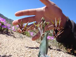 Image result for Ornithoglossum