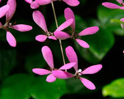 Image result for Congea