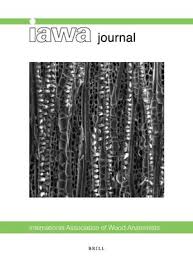 Image result for Cylicomorpha parviflora