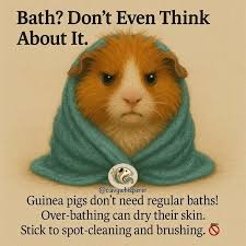 Bath? Don't Even Think About It. @cavywhisperer Guinea pigs don't need  regular baths! Over-bathing -bathing can dry their skin. Over- Stick to  spot- ot-cleaning and brushing.