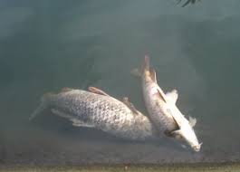 A, 8) over the free end of the drain hose (3), you can return the water, then free from coarse particles, such as dead leaves or algae, into the pond. How To Dispose Of Dead Koi Fish How To Revive A Dead Butterfly Koi Gold Fish Fighting Then Pack It In A Plastic Seal Bag And Then Bury It