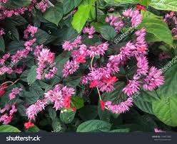 Image result for Clerodendrum splendens