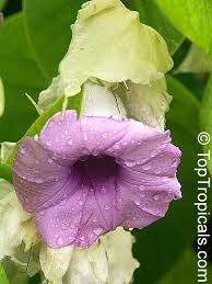 Image result for Argyreia