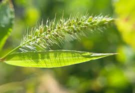 Image result for Setaria petiolata