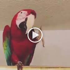 Birds Dancing To Music Camera Recording Parrot Dancing To The Music In The Living Room Parrot Girl And Dog Animals