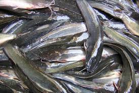 Cara Budidaya Ikan Belut Lele Gabus Nila Dalam Kolam Terpal