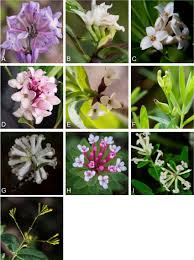 Image result for Thymelaeaceae