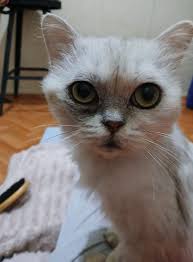 Lost Ragdoll Cat Found