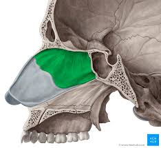 What is nasal cavity definition, what is the function of nasal cavity, role of mucus in nasal cavity, anatomy, structure, nasal cavity bones, labeled diagram. Medial Wall Of The Nasal Cavity Anatomy And Structure Kenhub
