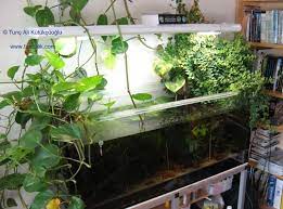 Water Lilies Aquarium Plants Floating Plants