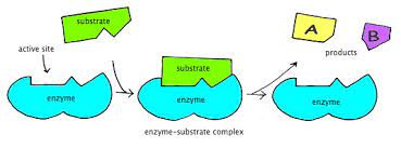 Enzyme activity of salivary amylase page 3 label the first two columns with times from 0‐7 minutes (setting it on a piece of paper is a good way to do this). Enzymes And Reaction Rates