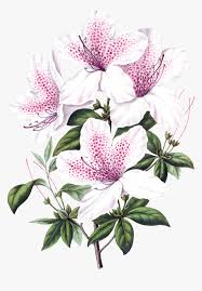 Beautiful Blooming Lily Flowers Transparent Azalea Flower Scientific Illustration Hd Png Download Kindpng