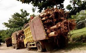 Berkualitas serta terawat sebesar (61%), serta. Viral Video Truk Pengangkut Kayu Di Lumajang Ugal Ugalan Inilah Cara Menjaga Keselamatan Diri Di Jalan Raya Cahaya Islam