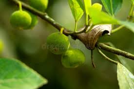 Image result for Ficus exasperata