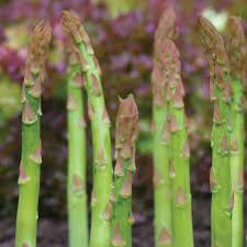 Image result for Asparagus schroederi