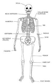 These bones work together to provide flexibility to the trunk, support the muscles of the trunk, and protect the spinal cord and spinal nerves of the back. Label The Human Skeleton For Macs K 5 Technology Lab