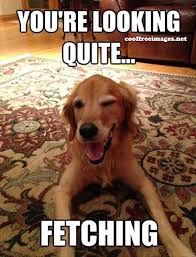 Best Dog Pick Up Lines Images Coolfreeimages Net