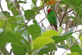El colgante loro sangihe ( loriculus catamene ) es un pequeño (longitud: Sangihe Hanging Parrot Ebird