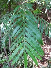 Image result for Filicium decipiens