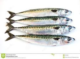 Harga ikan tenggiri yang terbilang mahal itu tentu memiliki alasan. Kumpulan Gambar Ikan Tenggiri Super Cantik Hasil Mancing