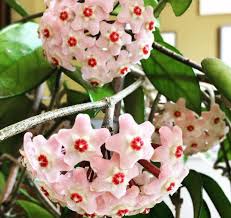 Nei pelargoni (i gerani coltivati di. Coltivare Hoya Carnosa Guida Per Principianti