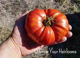 The species originated in western south america and central america. Bear Claw Tomato Grow Your Heirlooms