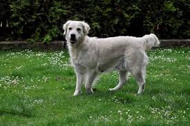 Image result for zlatý retrívr