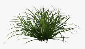 Preparing the garden for planting and caring for plants is vital to the overall health of your garden. Grass Shrub Png Png Download Ornamental Grass Plants Png Transparent Png Transparent Png Image Pngitem