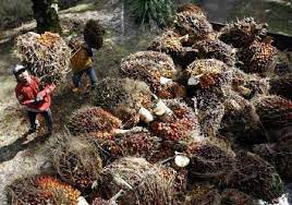 Check spelling or type a new query. 7 Hambatan Industri Kelapa Sawit Di Indonesia Okezone Economy