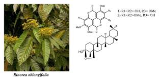 Image result for Rinorea