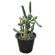 Image result for Austrocylindropuntia