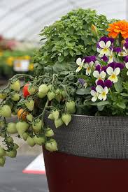 Companion planting of vegetables with herbs and flowers is a great way to have a healthy garden! Bringing Vegetables Herbs And Flowers Together In One Container Garden Beautifully