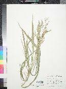 Image result for Panicum subalbidum