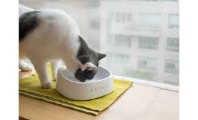 We did not find results for: Petkit Fresh White Smart Anti Bacterial Bowl With Built In Digital Scale At Crutchfield