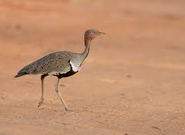 Image result for Burttia prunoides