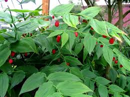 Image result for Streptopetalum