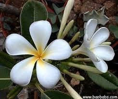 Plumeria Obtusa Con Immagini Piantare Fiori Coltivare I Fiori Piante