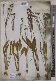 Image result for Butomopsis