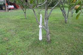 Many commercial scent repellants are available that promise to keep deer out of your landscape. How To Keep Deer Away From Your Garden Best Pick Reports