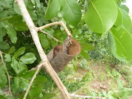 Image result for Micklethwaitia