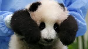 Image result for pandas