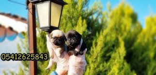 Bestdog Heaven Adli Kullanicinin Pug Yavru Ilanlari 05412625853 Panosundaki Pin 2020 Pug Pug Kopekler Yavru Pug