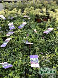 Elenco e come coltivare le piante ricadenti sul balcone o in casa. 5 Bellissime Piante Perenni Ricadenti Floricoltura Quaiato