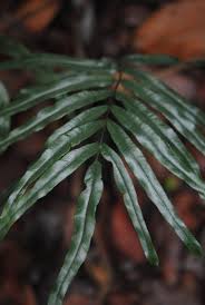 Image result for Lindsaea ensifolia