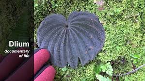 Image result for Nervilia