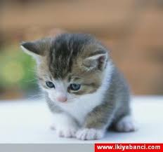 Evinde Kedi Besleyen Insanin Ben Muslumanim Demesi Sayfa 18 Uludag Sozluk