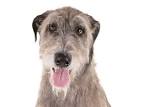 Irish Wolfhound Dog Breed Information, Pictures ...
