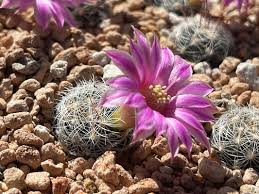 Image result for Tephrosia meisneri