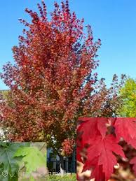 The firefall maple will do well in a variety of soil conditions. Acorn Farms Search Nursery Bulk Wholesale Trees Shrubs Perennials Roses Annuals For Green Industry
